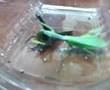 Praying Mantis Whacked Grasshopper