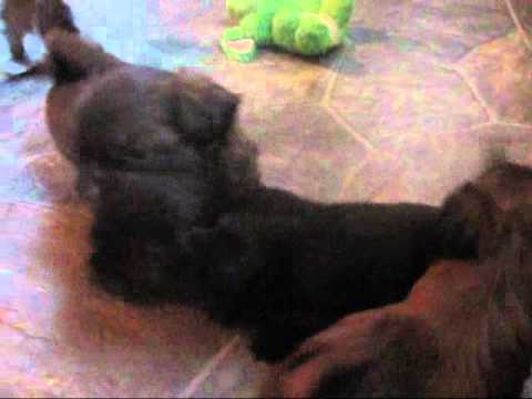 Shih tzu puppies for sale, Adorable shih tzus playing