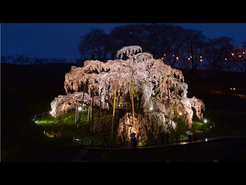 春の夜 千年の香り 満開の三春滝桜 ライトアップ