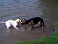 videos de Senna vs Yasco