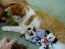 Funny Cat Henry with Mary Moses and Hanna