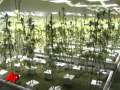 Elaborate Pot Farm Found Near Police Station