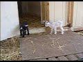 Rhythm & Blues-pygmy goat babies