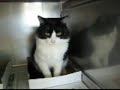 Cookie the Ragdoll cat Cats, Infections from