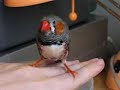 Chulin Chulin