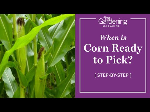how to tell when corn is ready to harvest