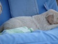 gilsa pups 5 weeks movie 2