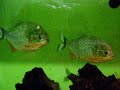 www.piranhalar.com