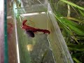 apareamiento de bettas