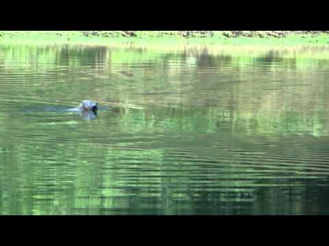HD perro labrador retriever nadando en pantano de Vallvidrera, Barcelona