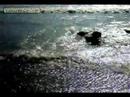 gato surfista