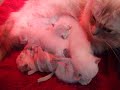 Kitten with FCK-syndroom saved by tube.