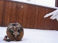 Snow Orisha Snow Orisha