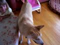Huskador Gets a Wubba Huskador Gets a Wubba