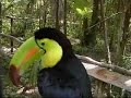 Jungle Animals of Belize Zoo Jungle Animals of Belize Zoo