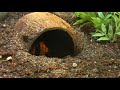 Brachypelma emilia attack - IT'S FEEDING TIME!!  HD