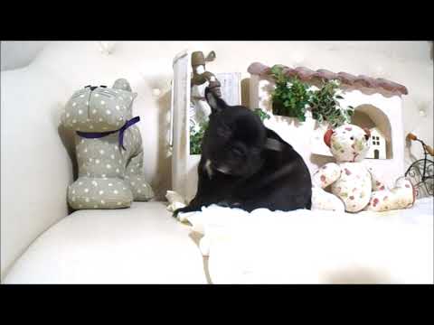 YouTube Preview Image