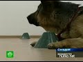 Видеоновость Приморье. Экзамены в новом кинологическом центре