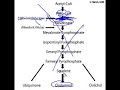 Statins Can Inhibit Muscle Repair
