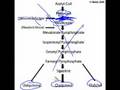 Statins Can Inhibit Muscle Repair