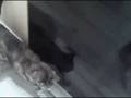 Aug 18 2008 - VID00014
