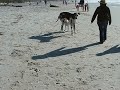 great dane at carmal beach
