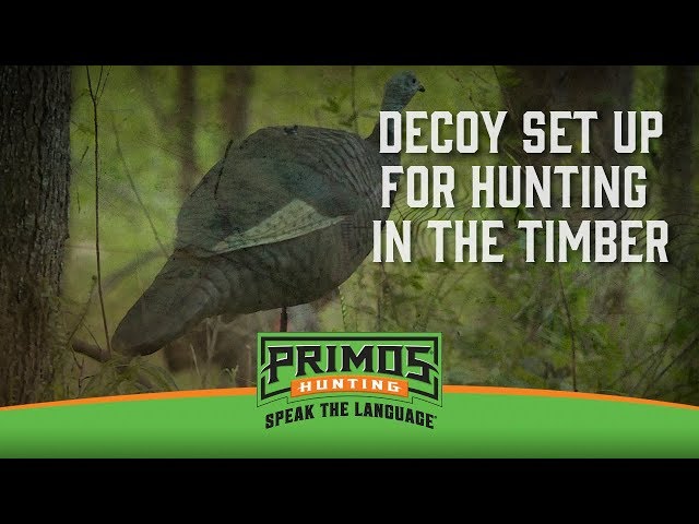 Which Kind Of Decoys To Use In The Timber