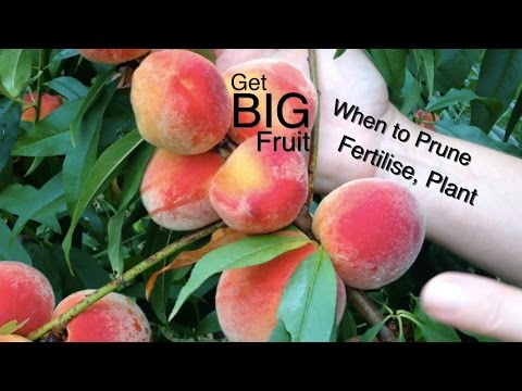 how to fertilize apricot trees