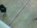 CoMiO JuGanDO AL Squash!