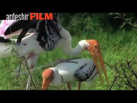 0 حیواناتی که فارسی‌ صحبت میکنند   خیلی‌ باحاله 