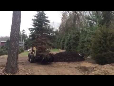 how to transplant blue spruce trees