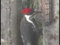pileated