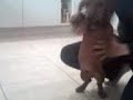 Electro perro