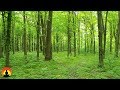 6 Hour Deep Healing Music: Relaxing Music, Meditation Music, Soothing Music, Relaxation Music, ☯933 6 Hour Deep Healing Music: Relaxing Music, Meditation Music, Soothing Music, Relaxation Music, ☯933