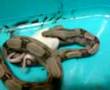 Serpiente boa constrictor devora raton
