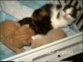 videos de poesjes fl 31