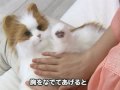 Yume Neko Venus Robotic Cat from Japan - japantrendshop