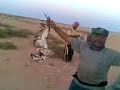 TOBRUK  LIBYA        طبرق   ليبيا      الزردة