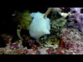 Hand feeding Dwarf Cuttlefish with feeding stick and moving him around
