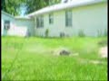RC10T ASSOCIATED TRUCK 1990 FAAAST BREAKIN IT