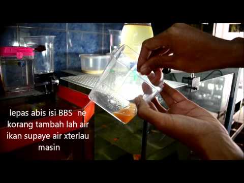 how to harvest artemia