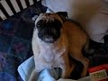 otis wants to go to grandmas