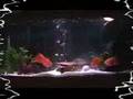 55 Gallon Aquarium - Parrot Fish & Green Terrer