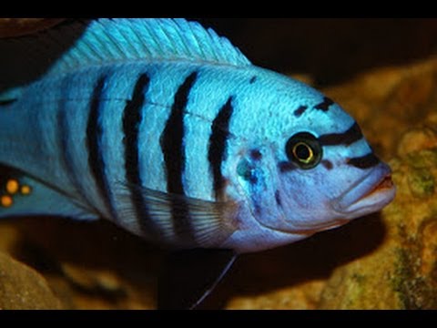 how to make mbuna grow faster