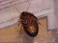 Meine Bartagame Rusty in Aktion