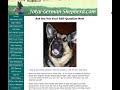 Ask the Vet - Ask the Veterinarian - German Shepherd Questions