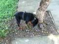 Bogart's basic training 5