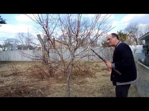 how to prune a peach tree