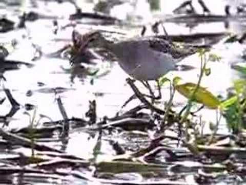 sandpiper