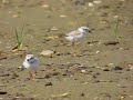 Piping Plover Chicks